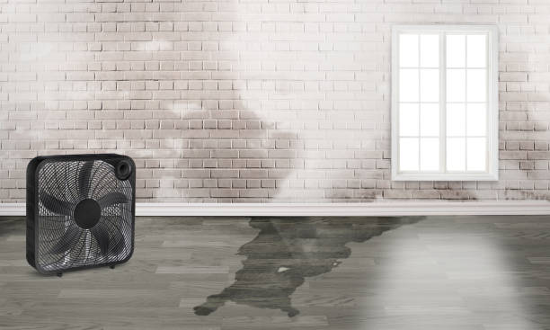 Best Local water damage restoration  in Mullins, SC